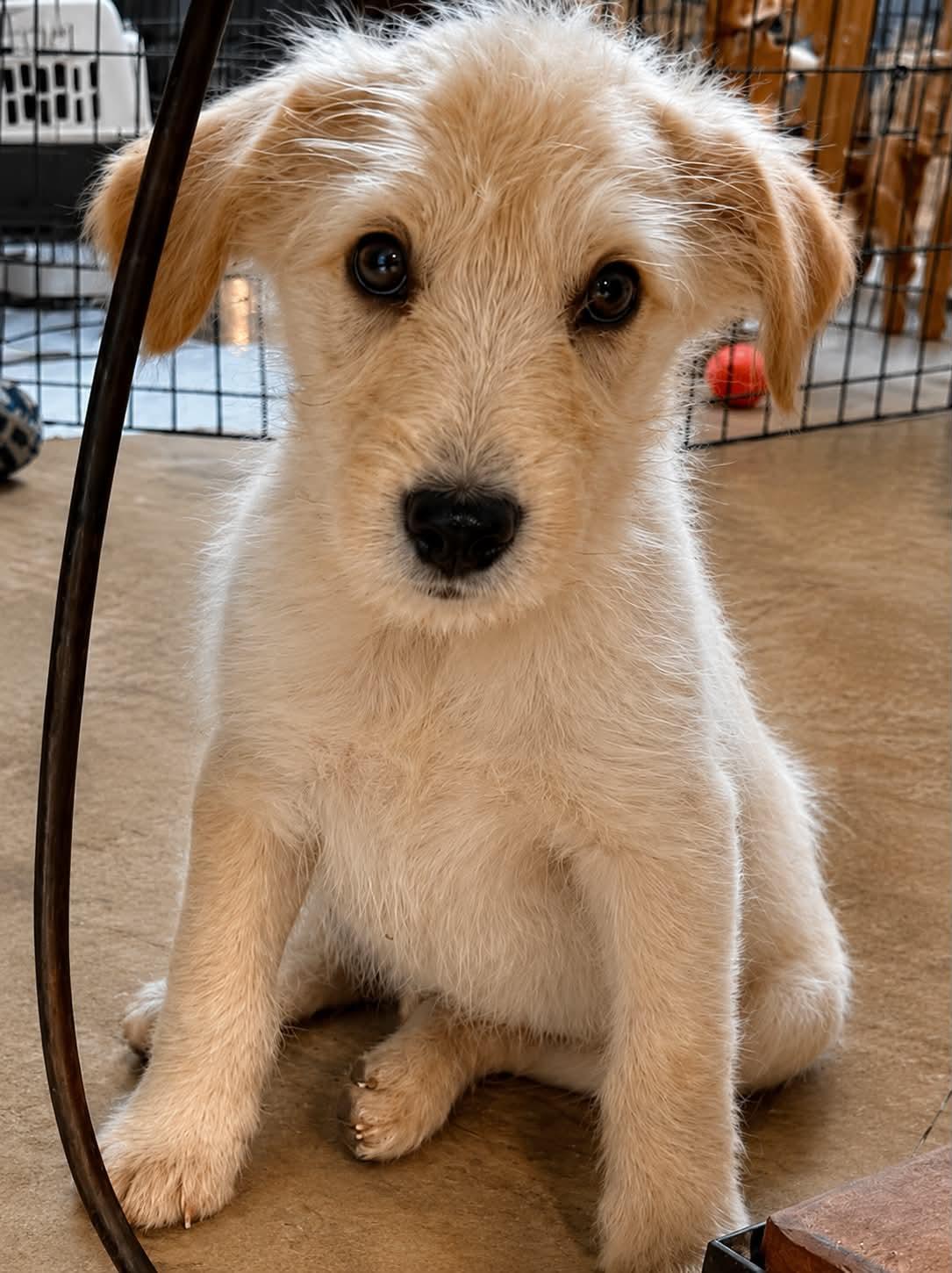 Buzz, an adopted mixed breed in Grand Rapids, MI image 1/3