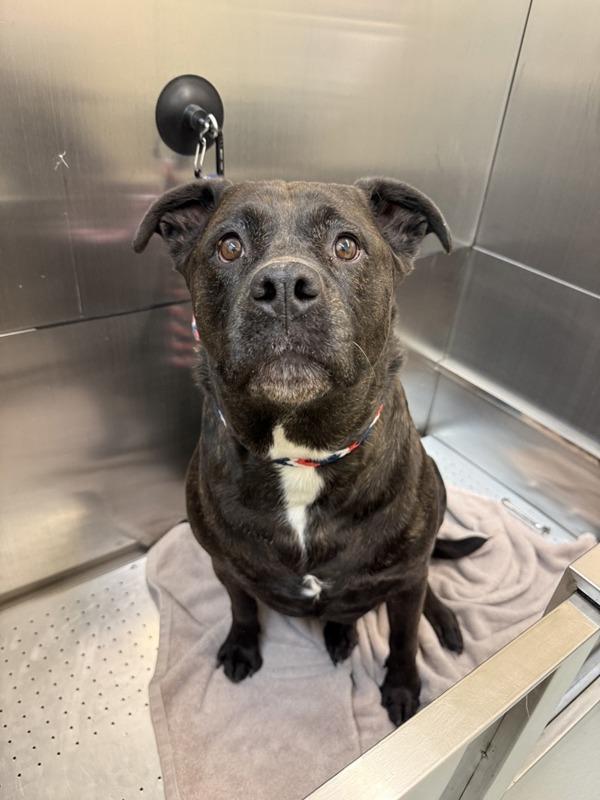 Odette, Adoptable, Adult Female Mixed Breed.