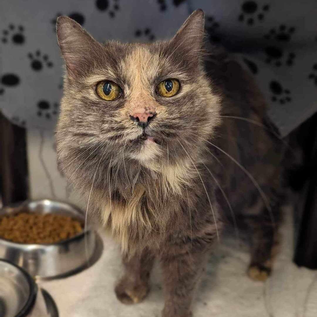 Gertrude "Gertie", Senior Female Dilute Tortoiseshell