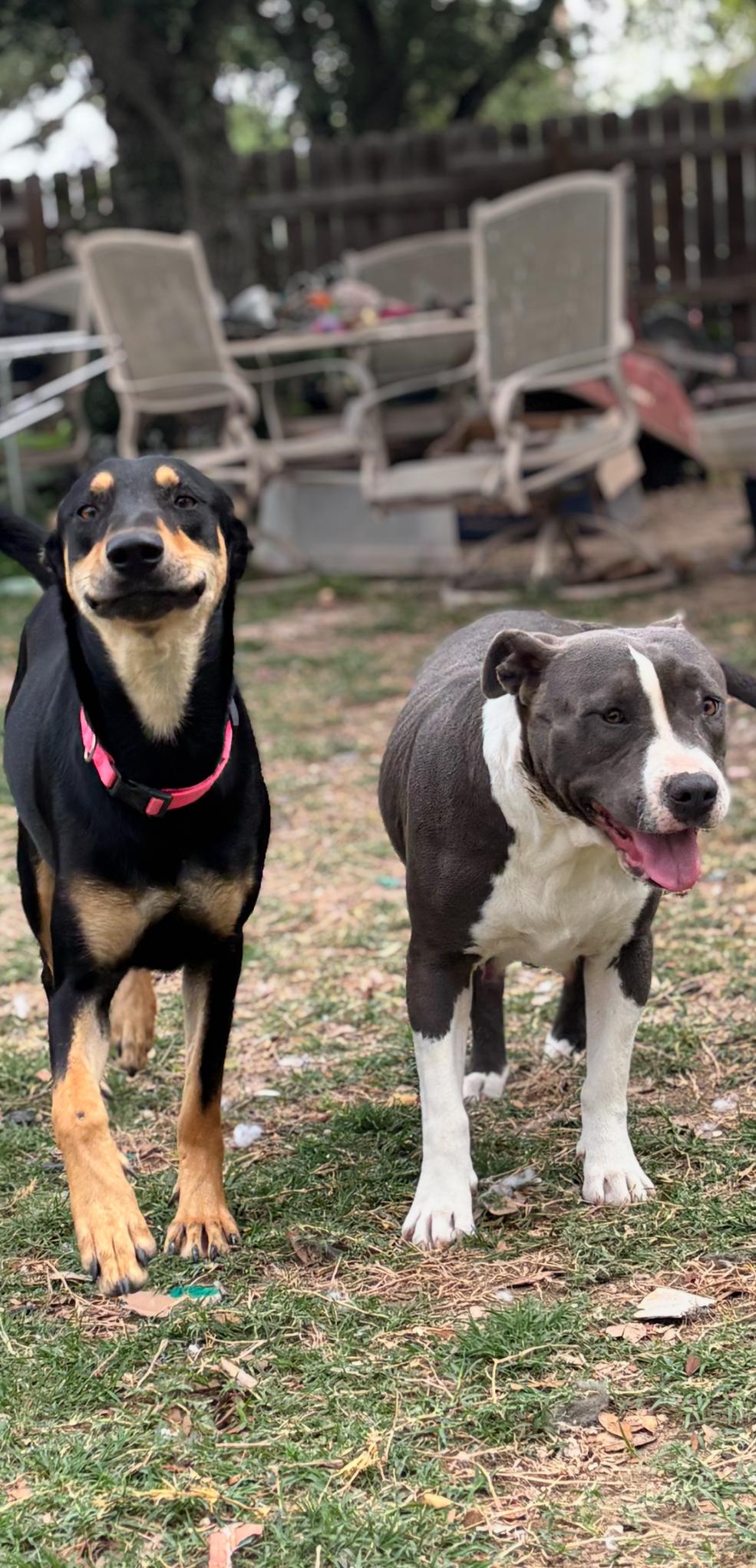 Mimi — thumbnail 2