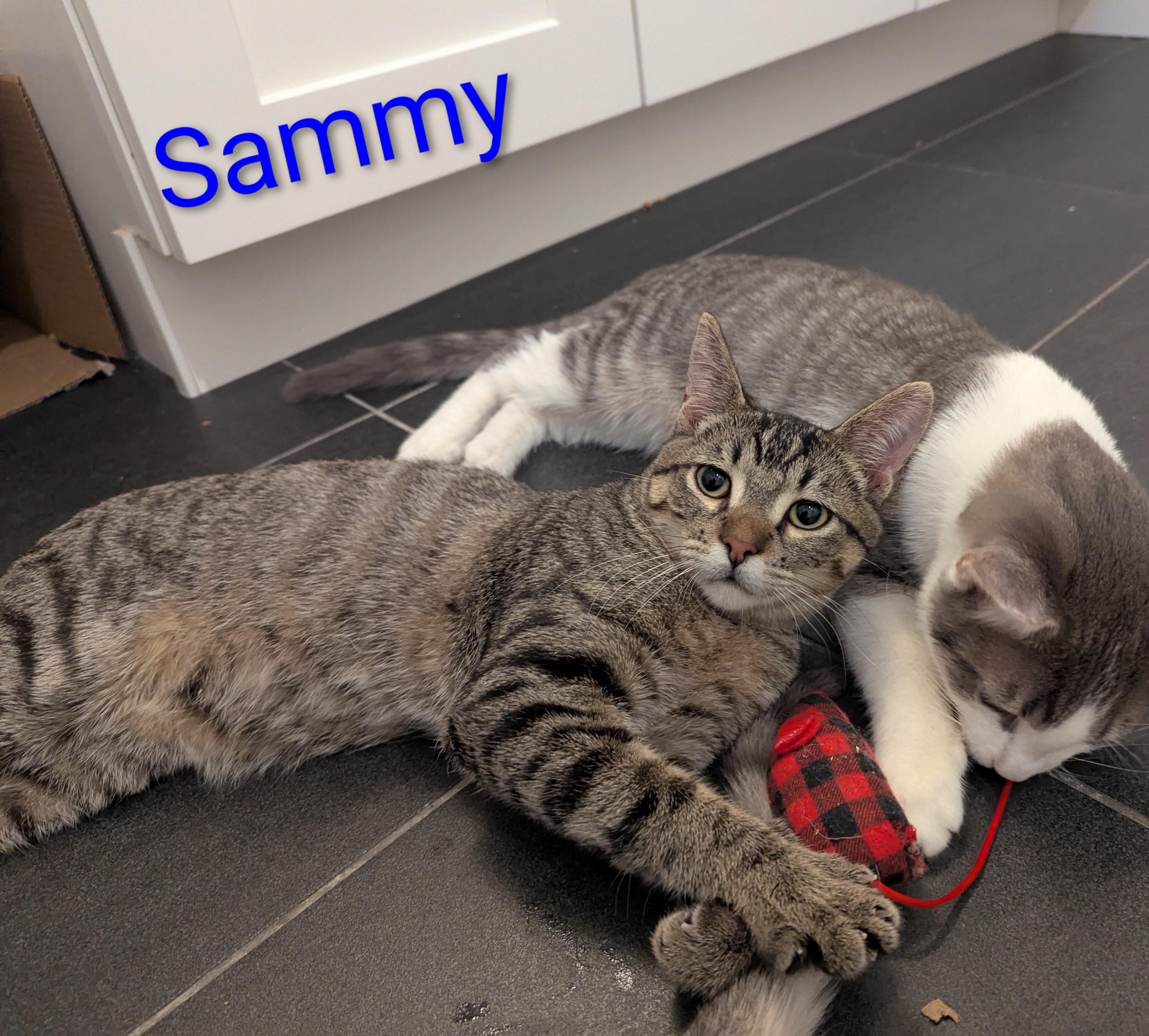 Sammy, a ADOPTABLE mixed breed in West Richland, WA image 2/5