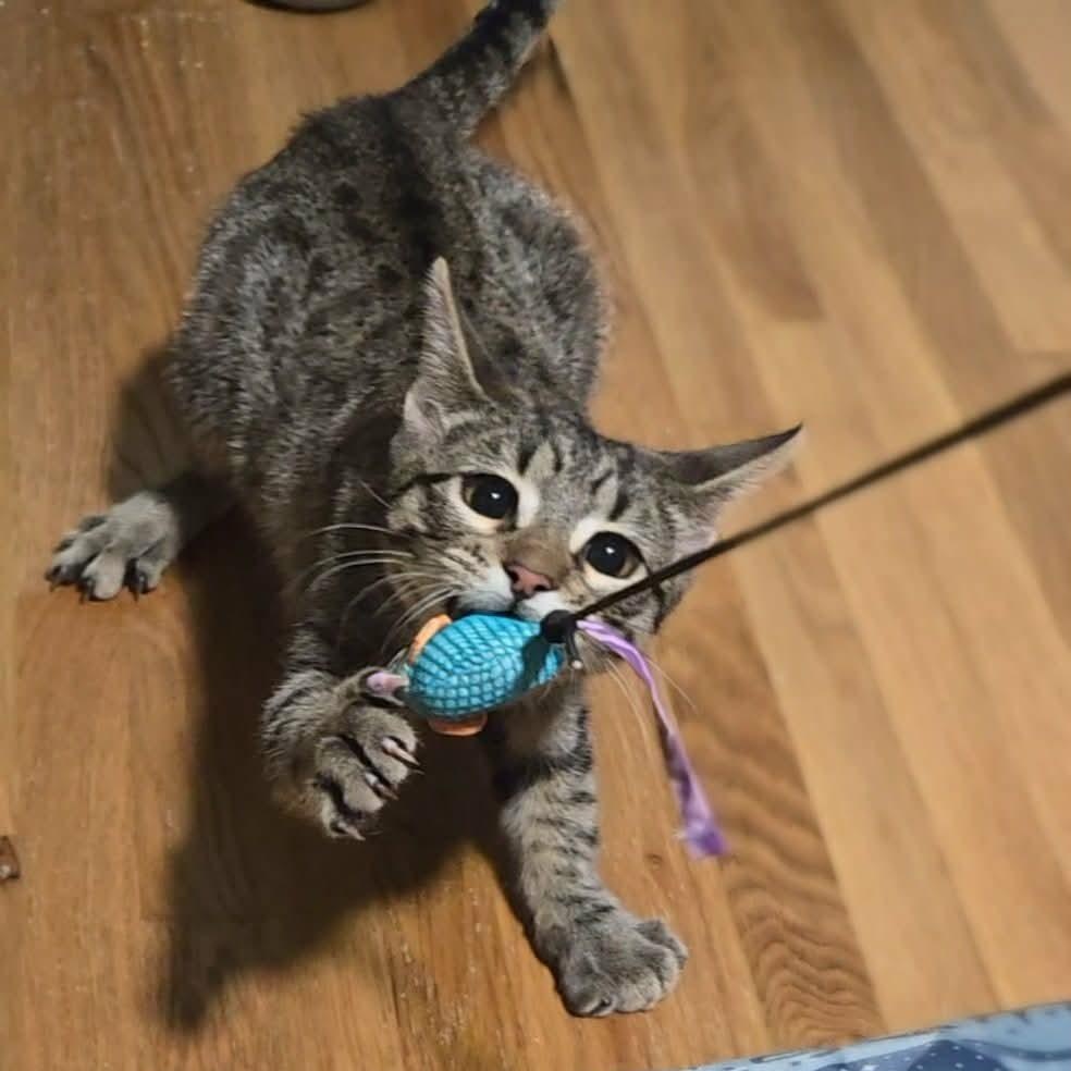 Sammy, a ADOPTABLE mixed breed in West Richland, WA image 1/5