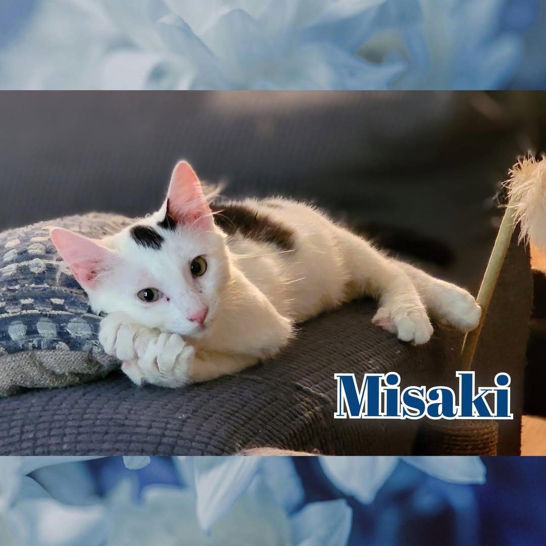 Enlarge Misaki, a Adoptable Domestic Medium Hair in Wilmington, NC image 1/1
