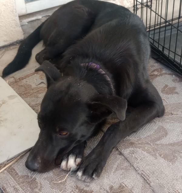 Thunder, Adoptable, Young Male Labrador Retriever.