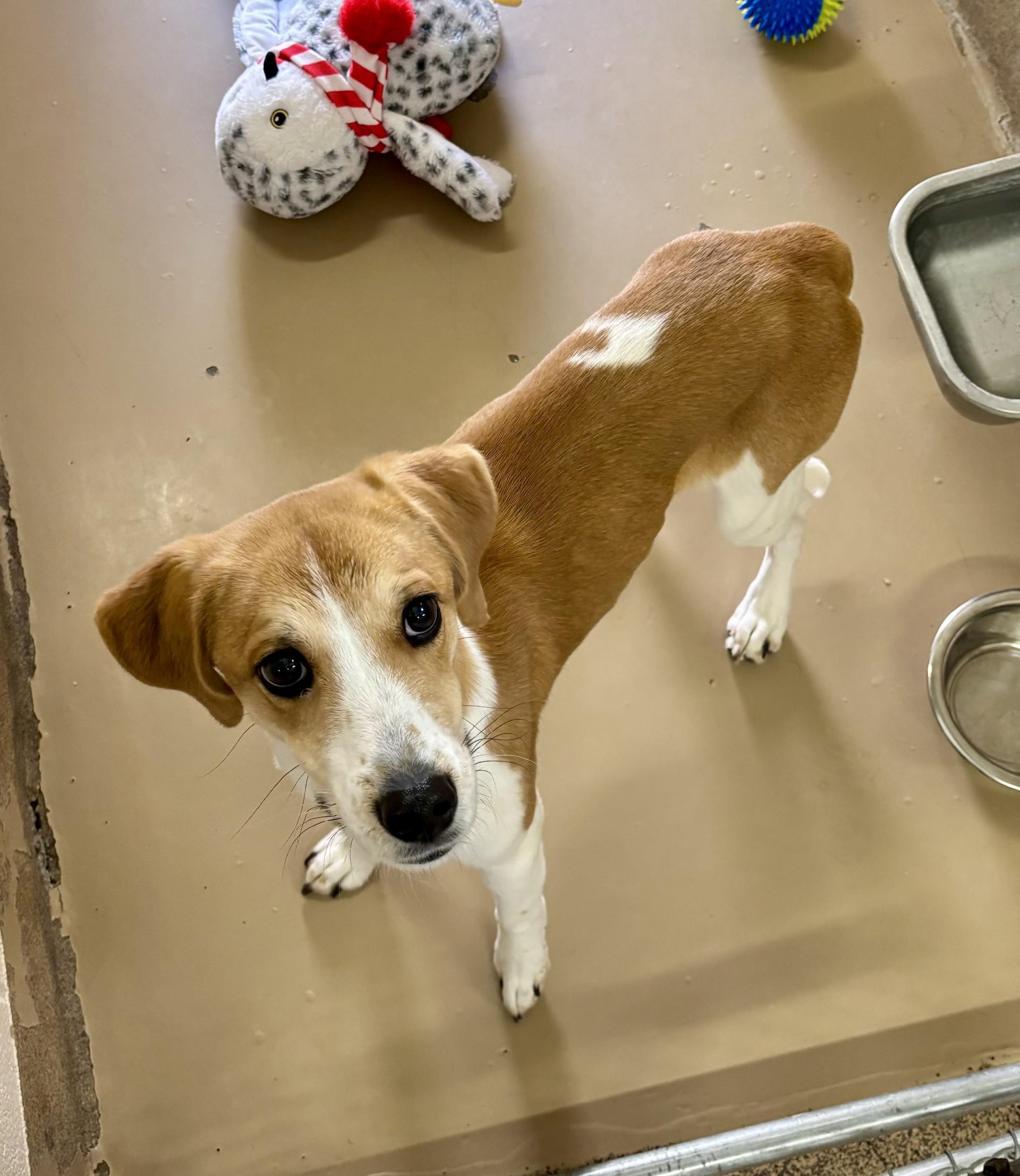 Sahara, adopted, Young Female Hound.