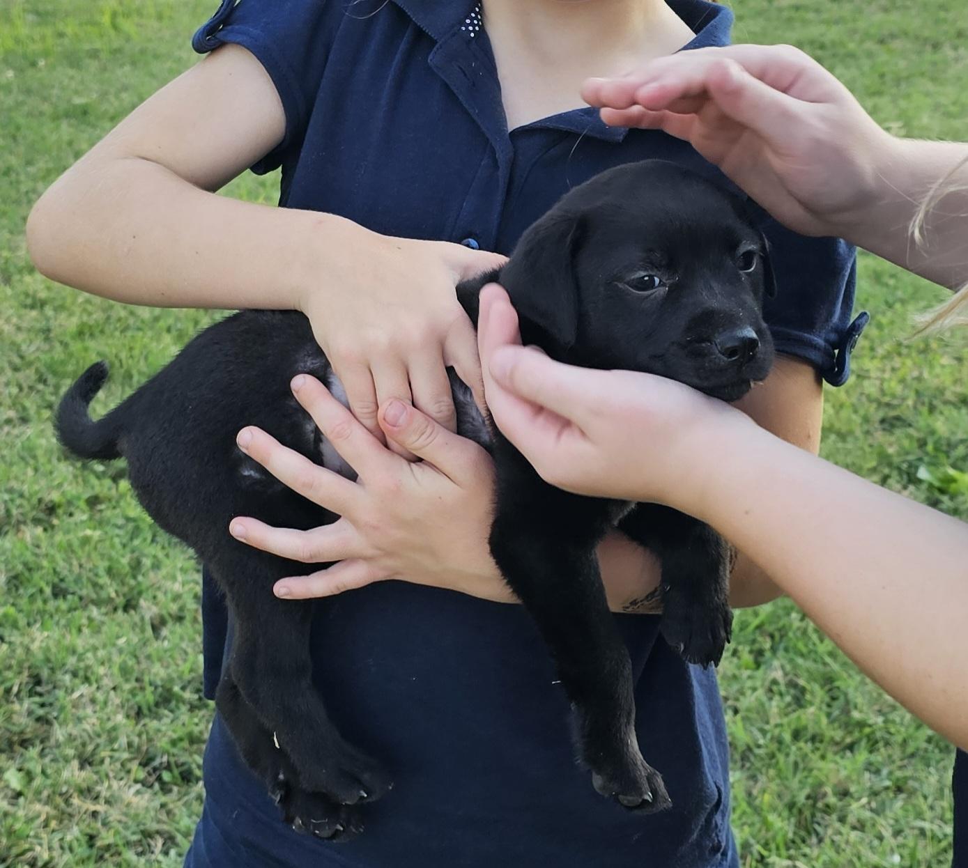 Pebbles, a ADOPTABLE mixed breed in Columbia, MO image 6/6