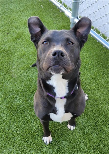 HARLEQUIN, Adoptable, Young Female Pit Bull Terrier & German Shepherd Dog.
