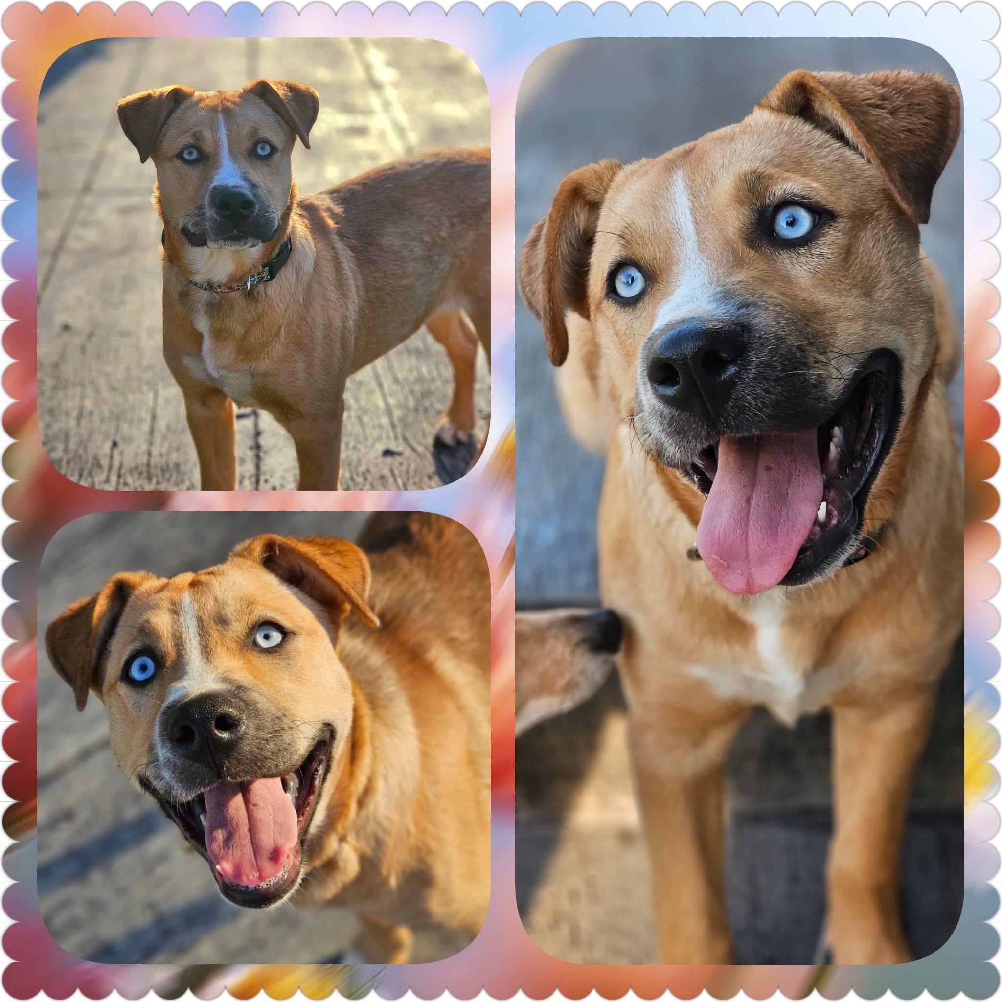 Enlarge Catalina, a ADOPTABLE mixed breed in Sugar Grove, IL image 1/1