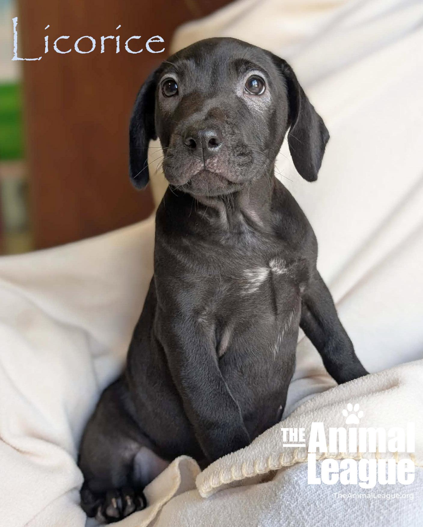 Enlarge Licorice, a Adoptable mixed breed in Groveland, FL image 4/5
