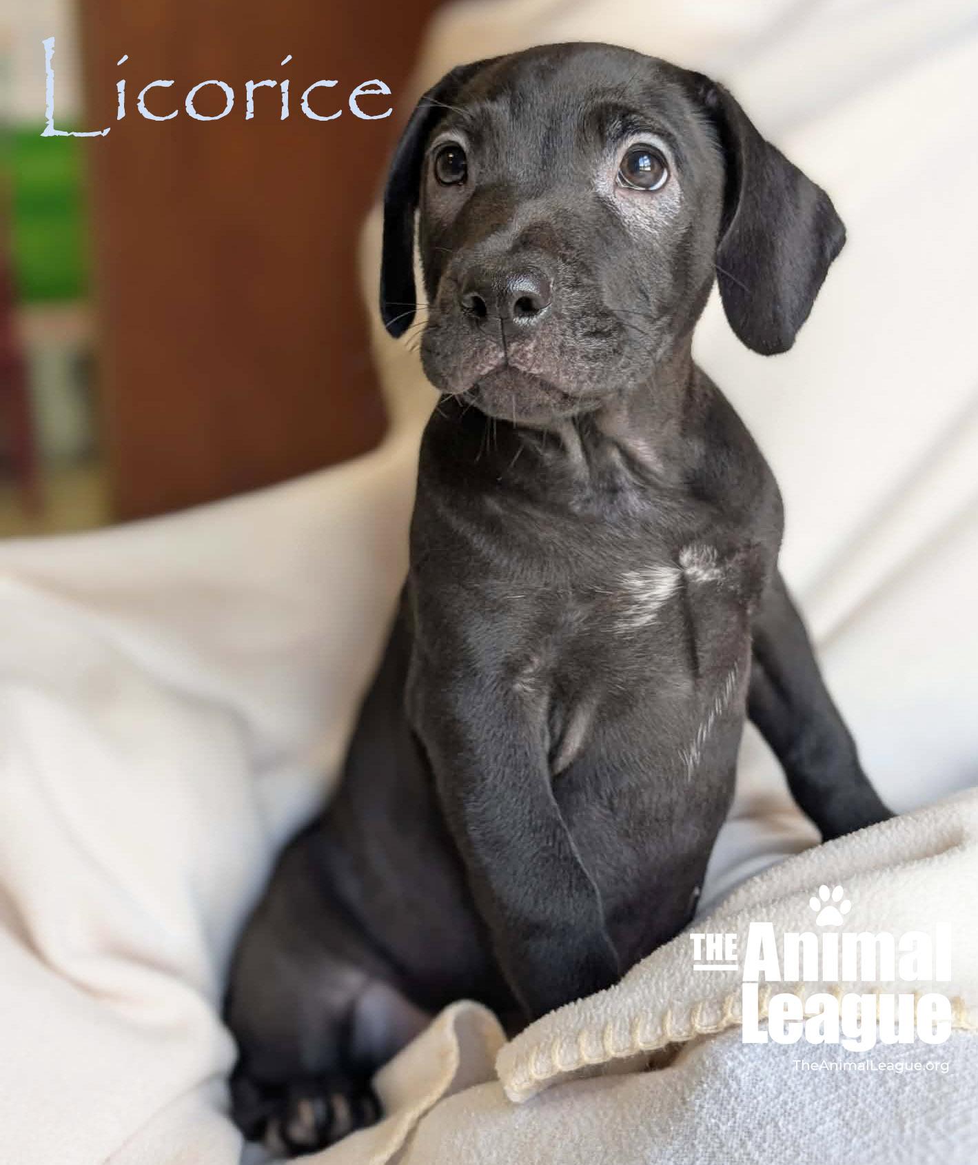 Enlarge Licorice, a Adoptable mixed breed in Groveland, FL image 5/5