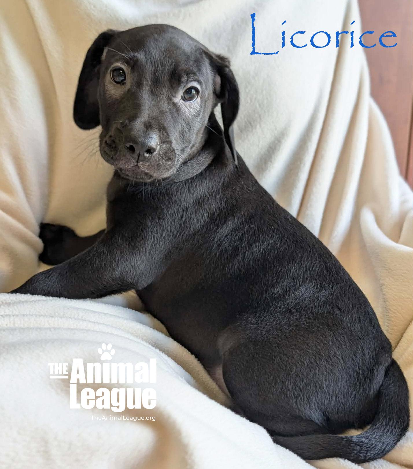 Enlarge Licorice, a Adoptable mixed breed in Groveland, FL image 3/5