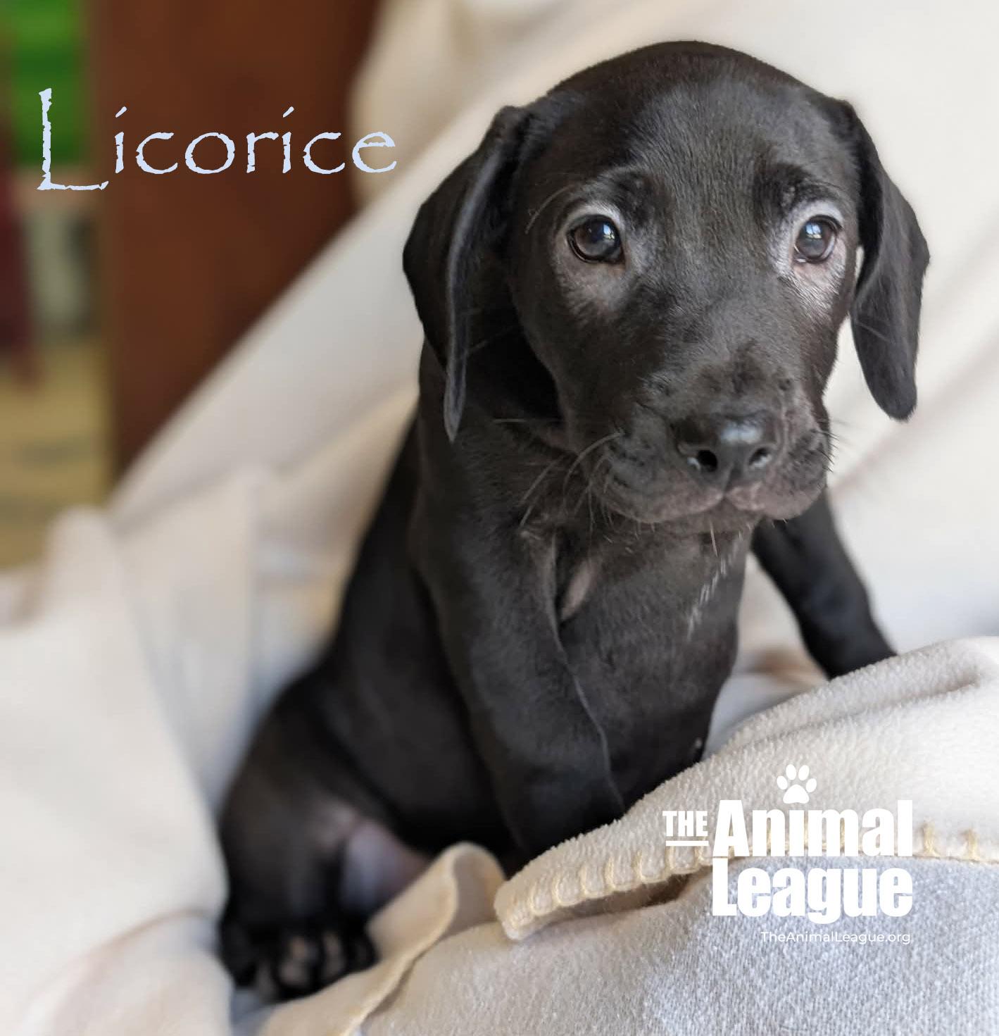 Enlarge Licorice, a Adoptable mixed breed in Groveland, FL image 2/5