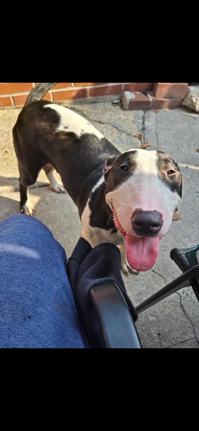 Perfect, Adopted, Adult Female Bull Terrier.