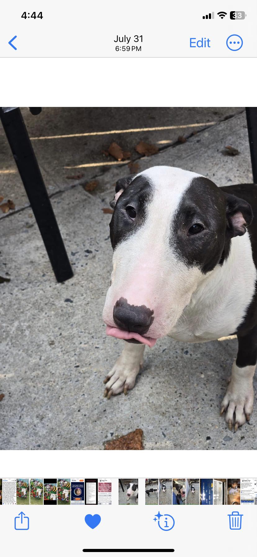 Enlarge Perfect, a Adopted Bull Terrier in Far Rockaway, NY image 2/3