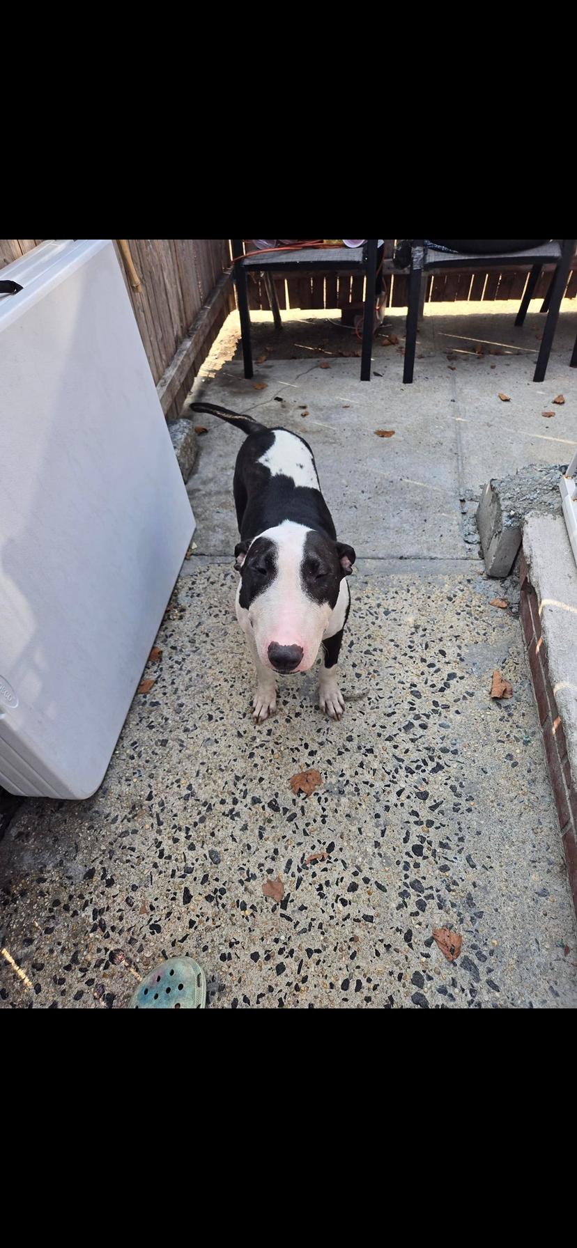Enlarge Perfect, a Adopted Bull Terrier in Far Rockaway, NY image 3/3