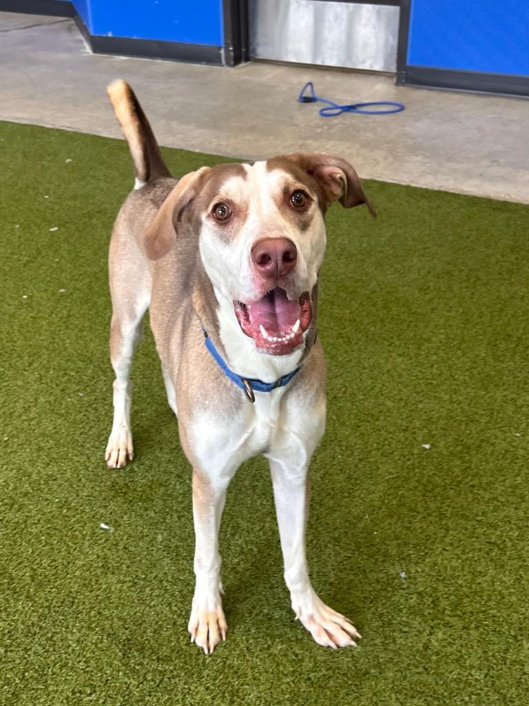 Snickerdoodle, Adoptable, Adult Female Mixed Breed.