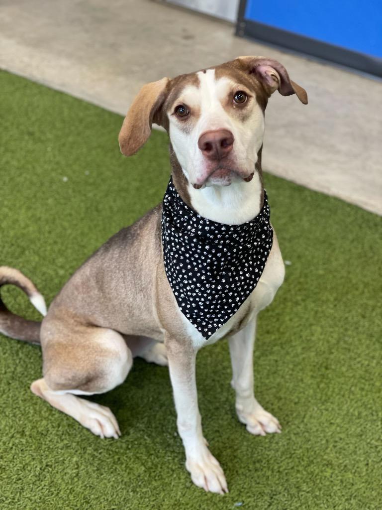 Snickerdoodle — thumbnail 2