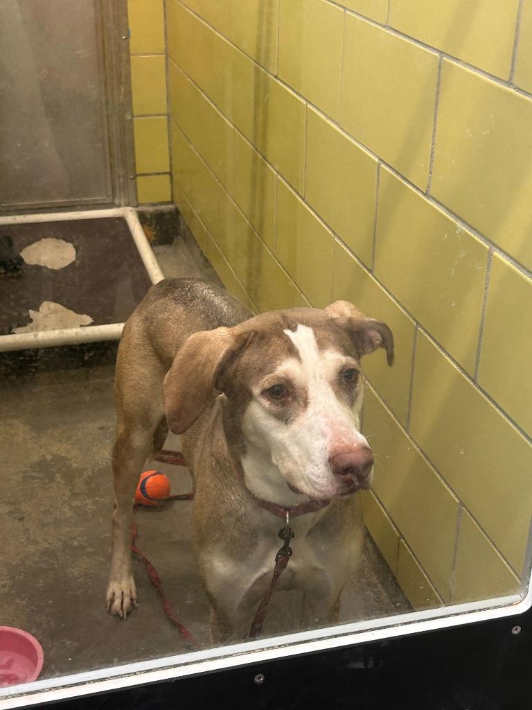 Snickerdoodle — thumbnail 3