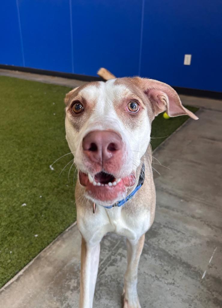 Snickerdoodle — thumbnail 4