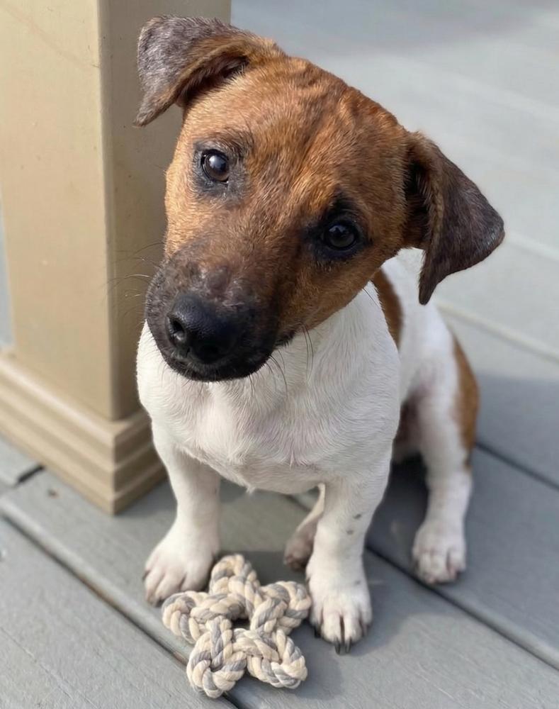 Enlarge Tucker Pending, a Adopted Jack Russell Terrier in Crown Point, IN image 2/5