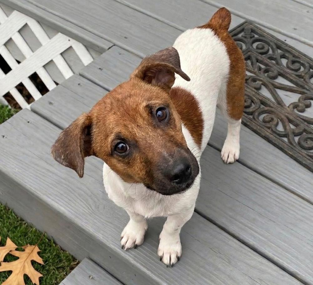 Enlarge Tucker Pending, a Adopted Jack Russell Terrier in Crown Point, IN image 4/5