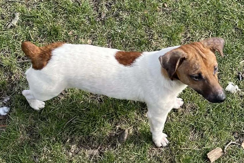 Enlarge Tucker Pending, a Adopted Jack Russell Terrier in Crown Point, IN image 5/5