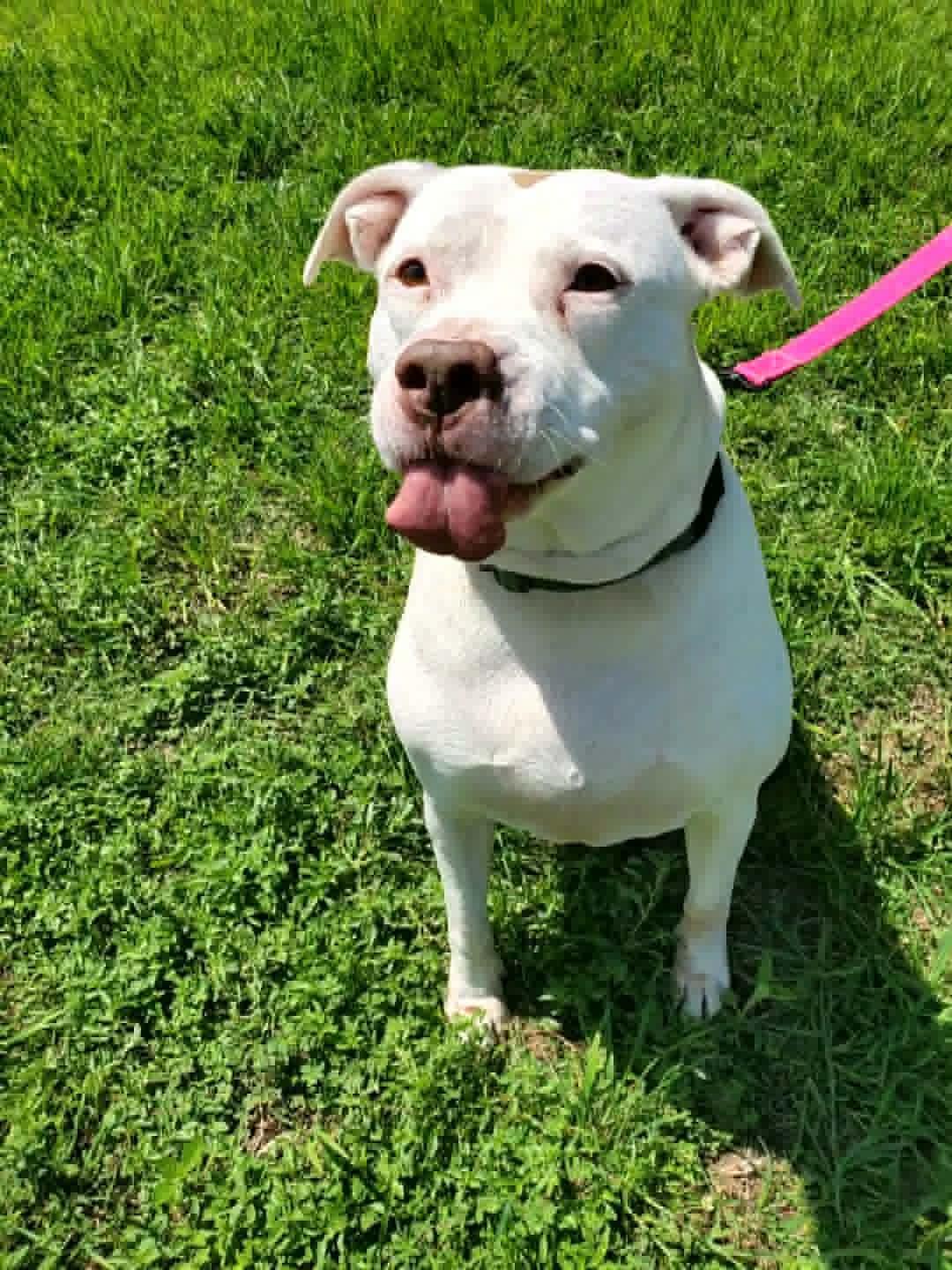 Bella, Adoptable, Young Female American Staffordshire Terrier.
