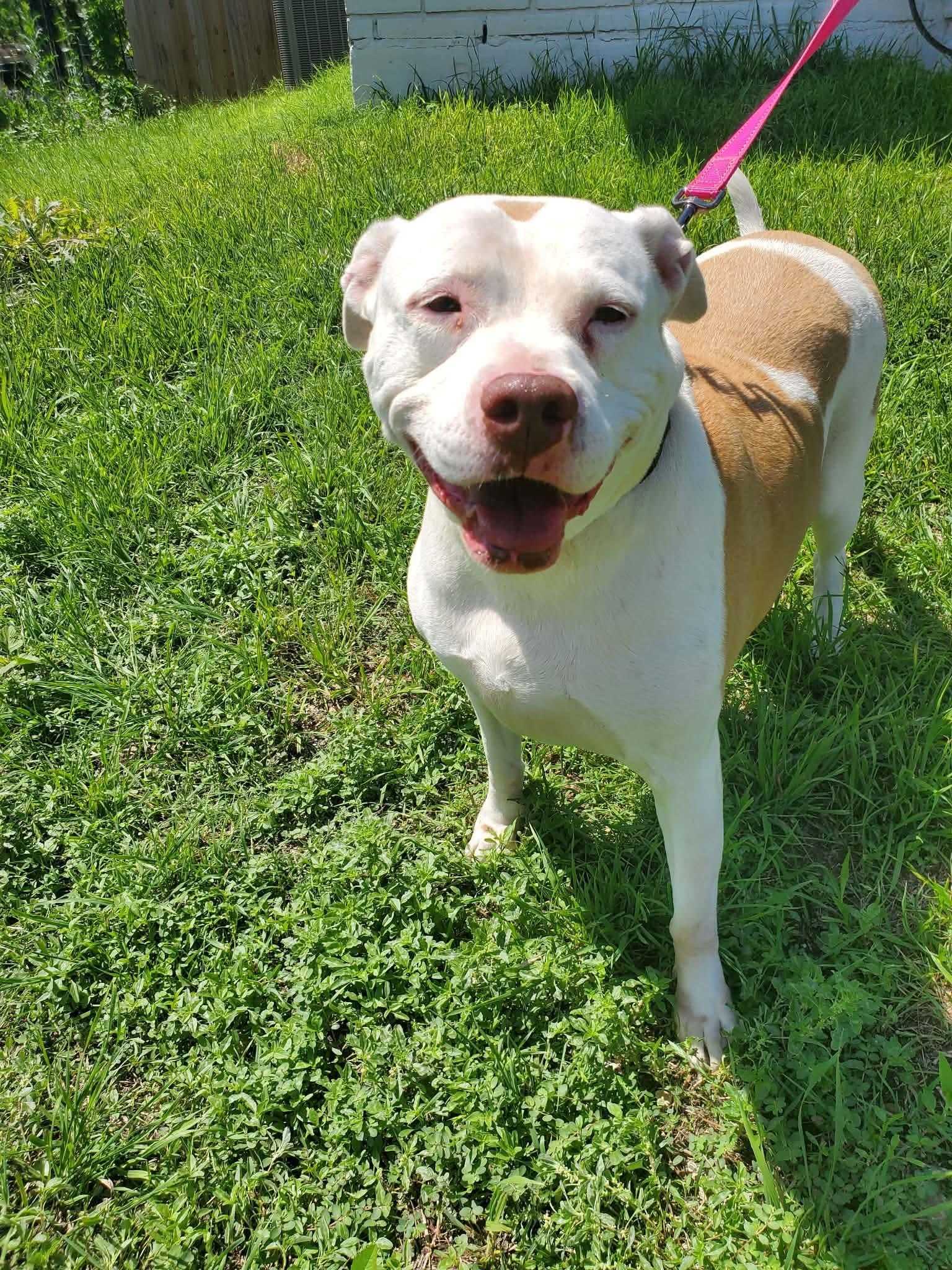 Enlarge Bella, a Adoptable mixed breed in Grand Rapids, MI image 5/6
