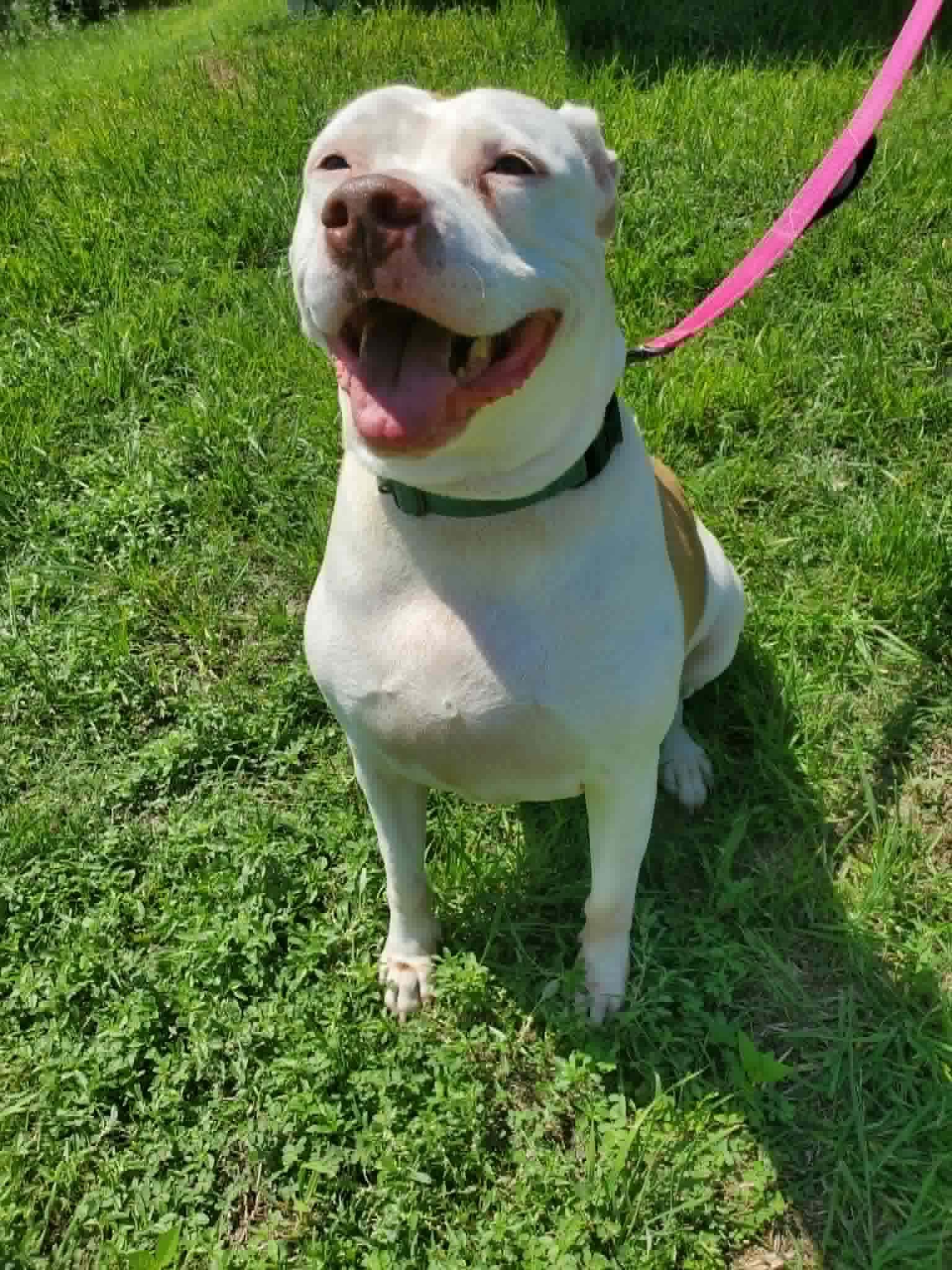 Enlarge Bella, a Adoptable mixed breed in Grand Rapids, MI image 2/6