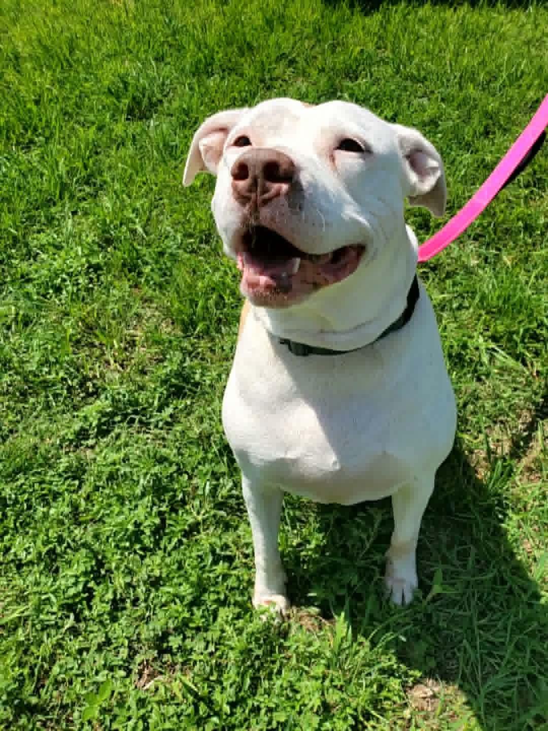 Enlarge Bella, a Adoptable mixed breed in Grand Rapids, MI image 3/6