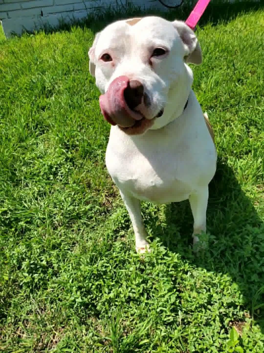 Enlarge Bella, a Adoptable mixed breed in Grand Rapids, MI image 6/6