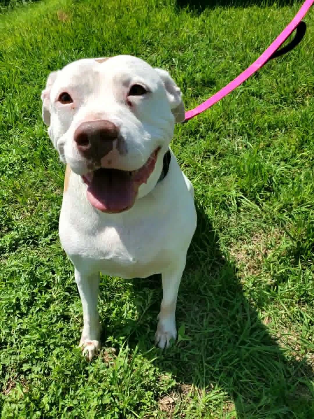 Enlarge Bella, a Adoptable mixed breed in Grand Rapids, MI image 4/6