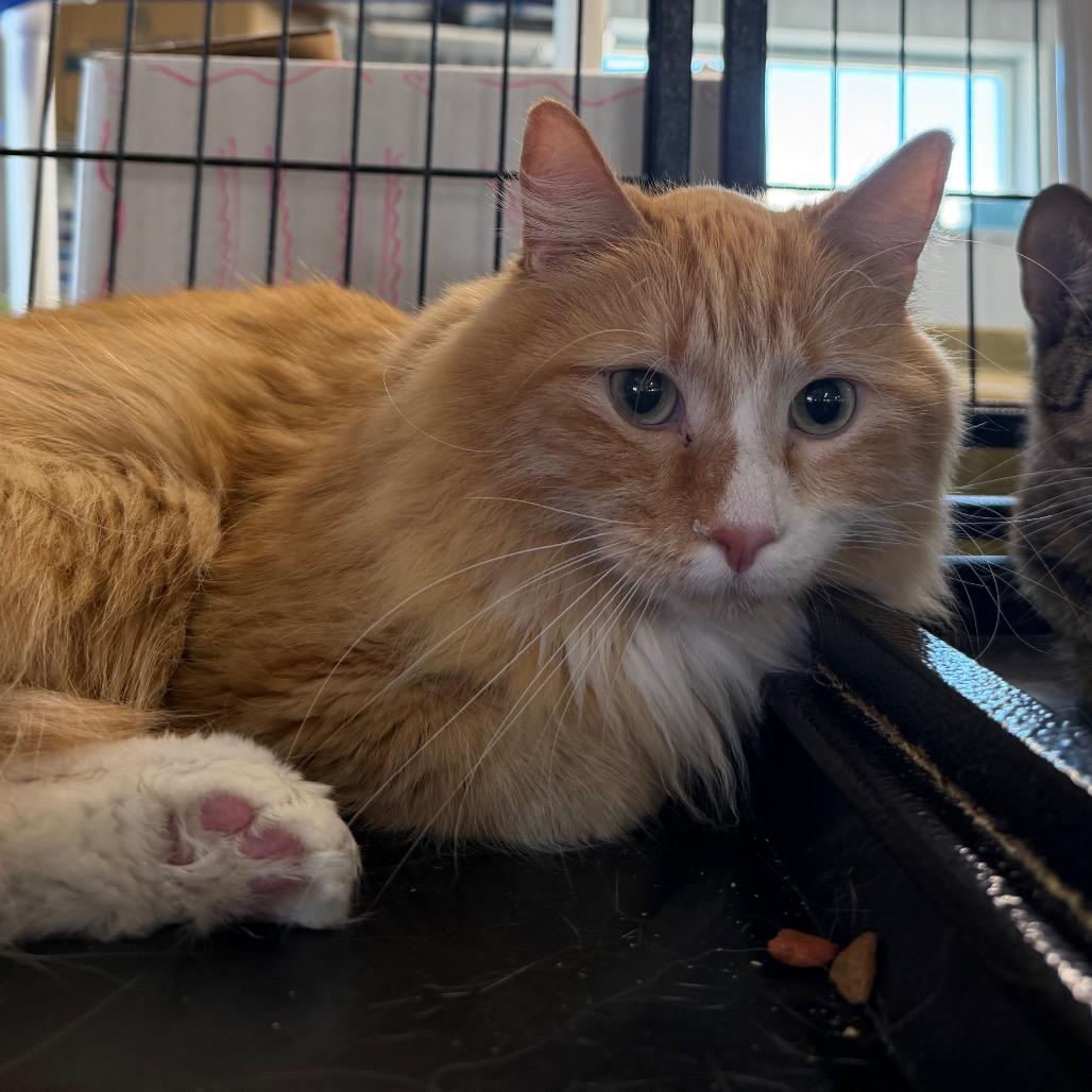 Link, Adoptable, Adult Male Domestic Medium Hair.