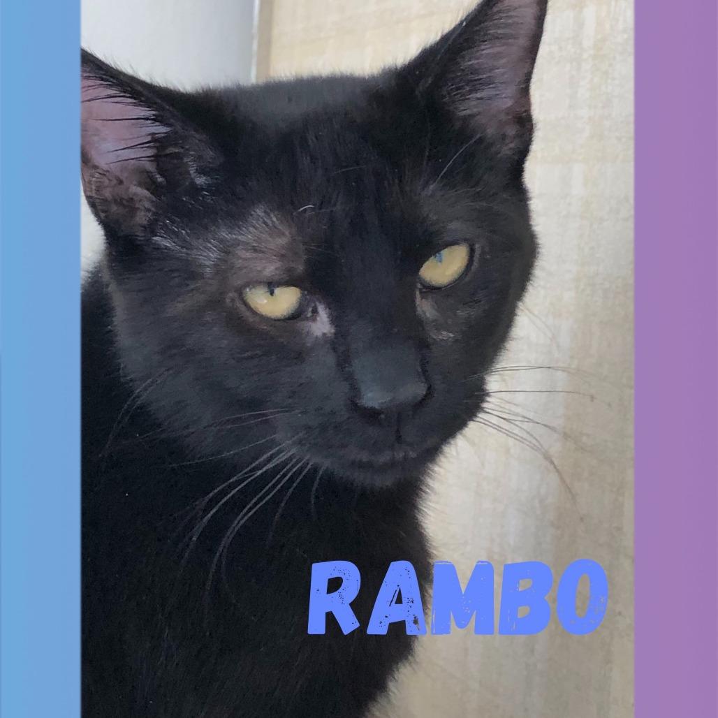 Rambo, Adoptable, Adult Male Domestic Short Hair.