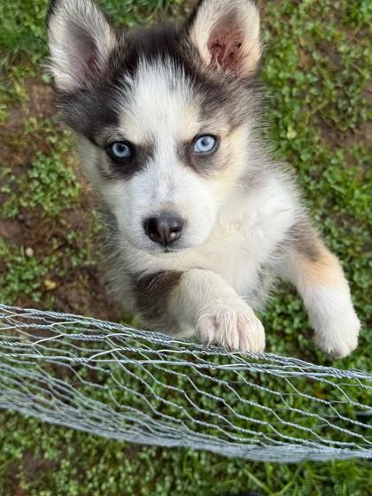 Misty Blue, Adoptable, Puppy Female Siberian Husky & Mixed Breed.