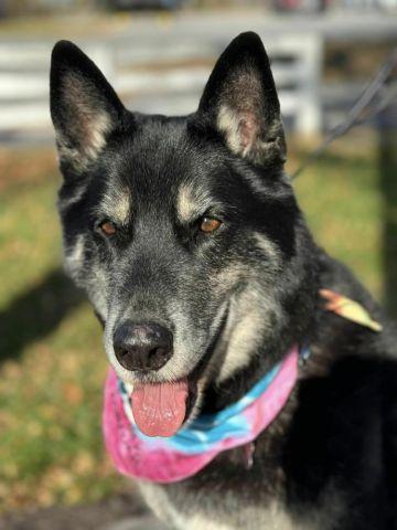 Rocky, adopted, Senior Male German Shepherd Dog.
