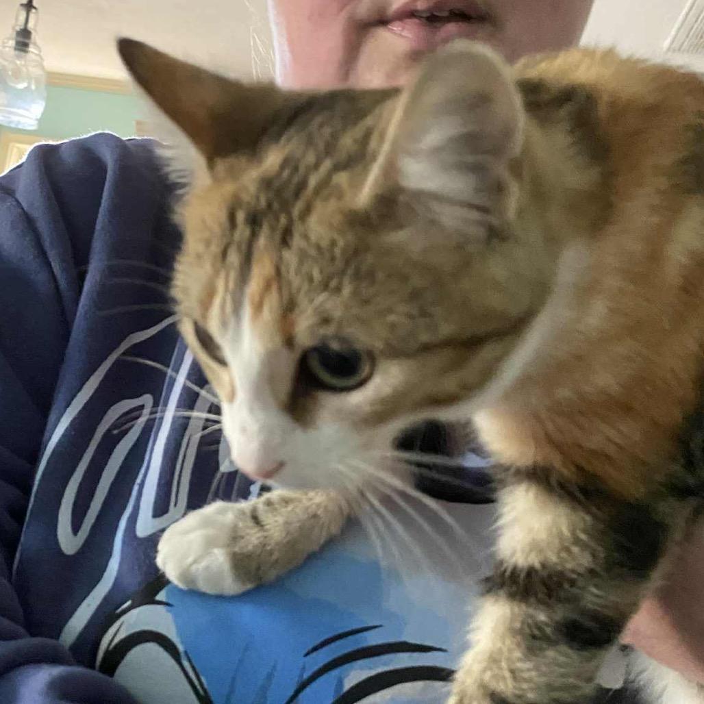 Pippi, Adoptable, Young Female Domestic Short Hair.