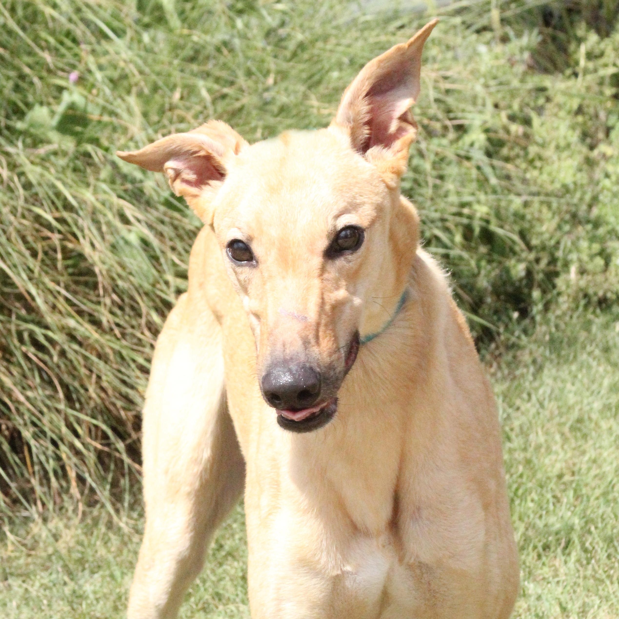 Patrick 2.0, Adopted, Young Male Greyhound.