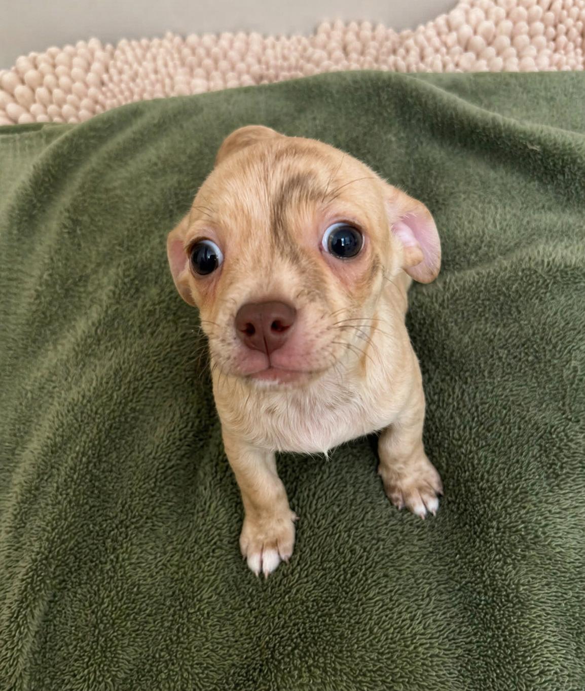 Pippie, adopted, Puppy Male Chihuahua.
