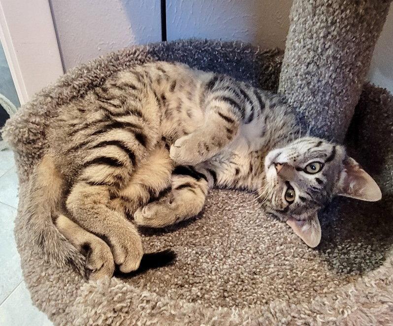 Enlarge Xavier, a Adoptable Domestic Short Hair in Arlington, TX image 1/3