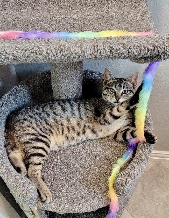 Enlarge Xavier, a Adoptable Domestic Short Hair in Arlington, TX image 2/3