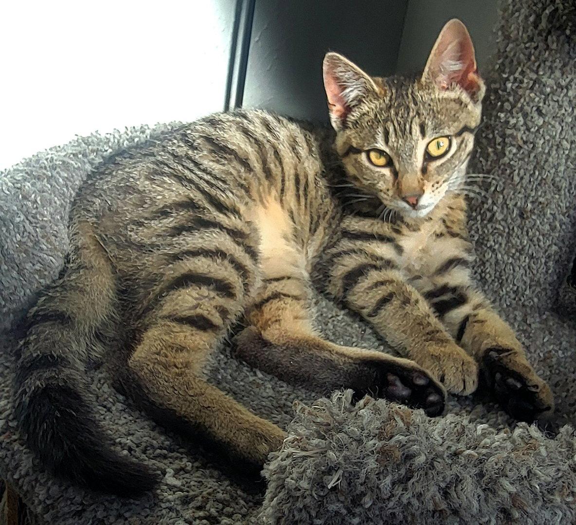 Enlarge Xavier, a Adoptable Domestic Short Hair in Arlington, TX image 3/3