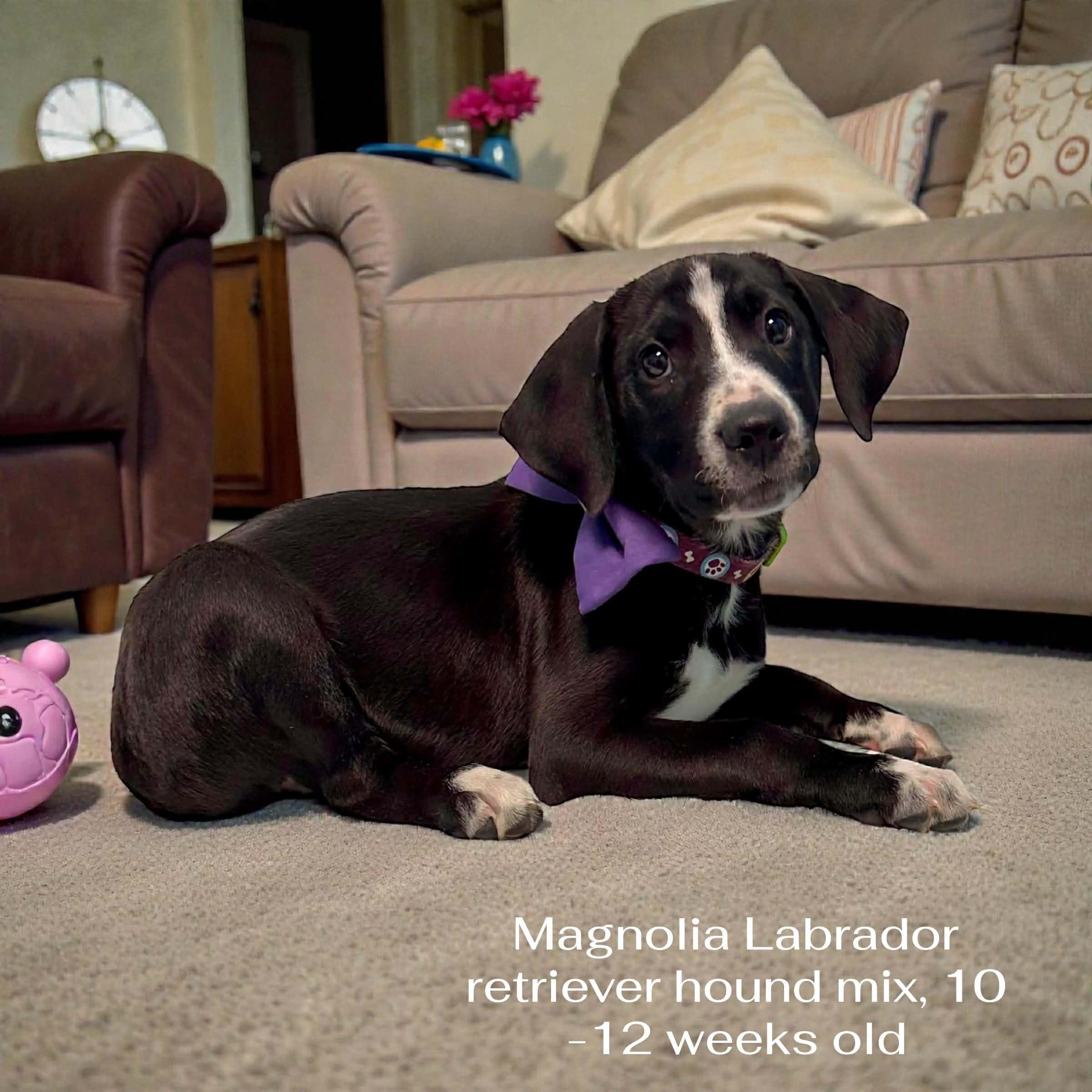 Magnolia, a Adoptable mixed breed in Walker, LA image 1/2