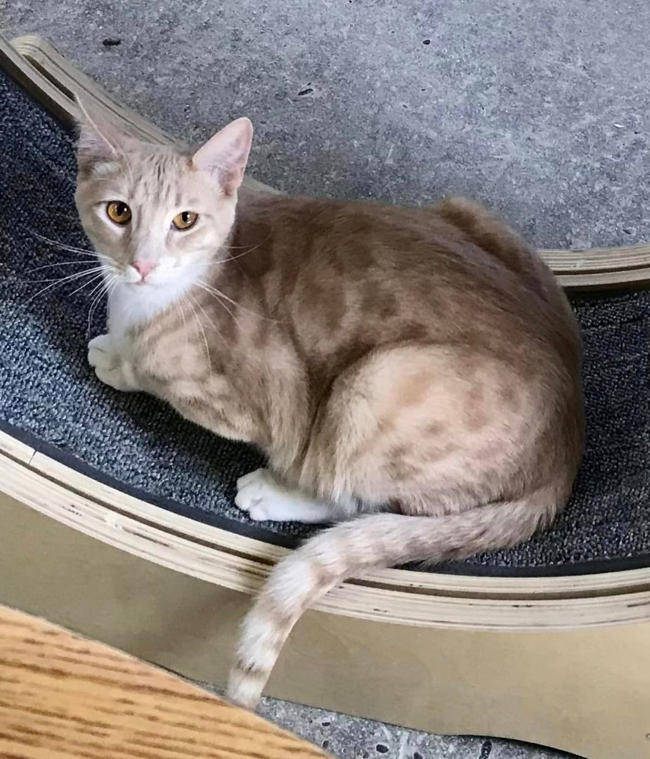 Shimeji, Adoptable, Young Male Domestic Short Hair.