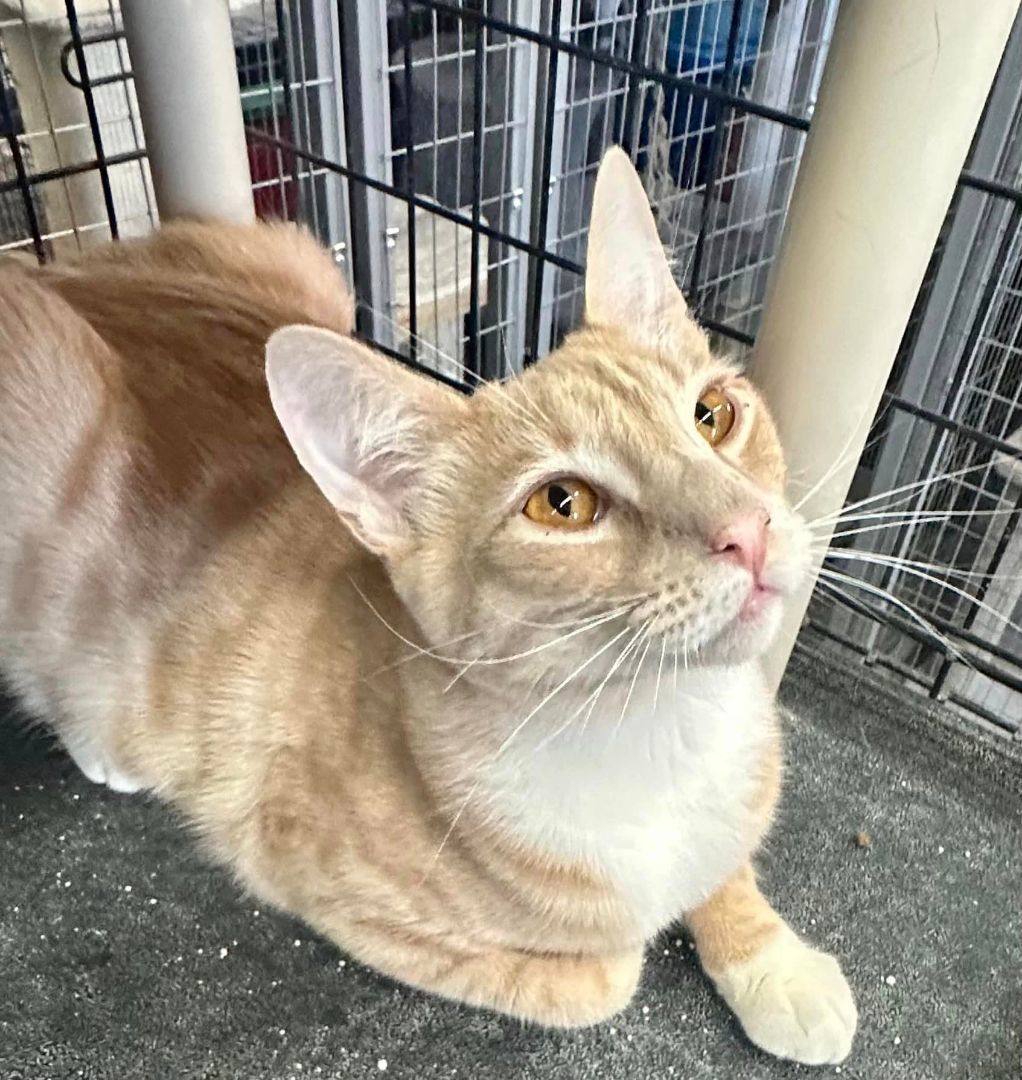 Shimeji, a Adoptable Domestic Short Hair in Blackfoot, ID image 2/6