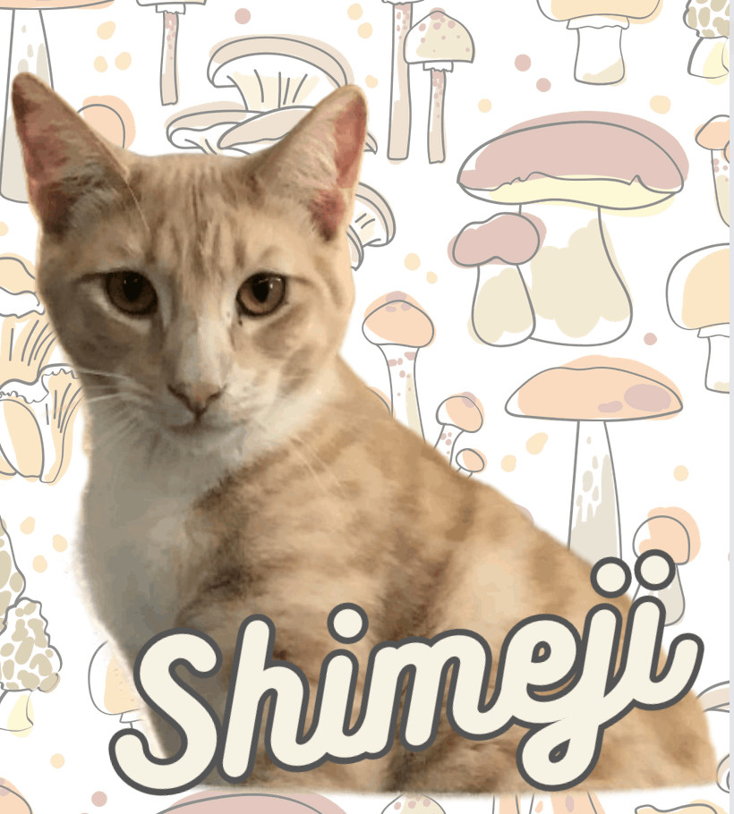 Shimeji, a Adoptable Domestic Short Hair in Blackfoot, ID image 3/6