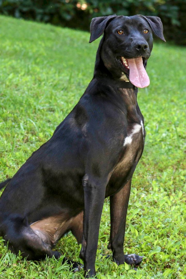 Enlarge Hazel, a Adoptable mixed breed in Cashiers, NC image 1/11