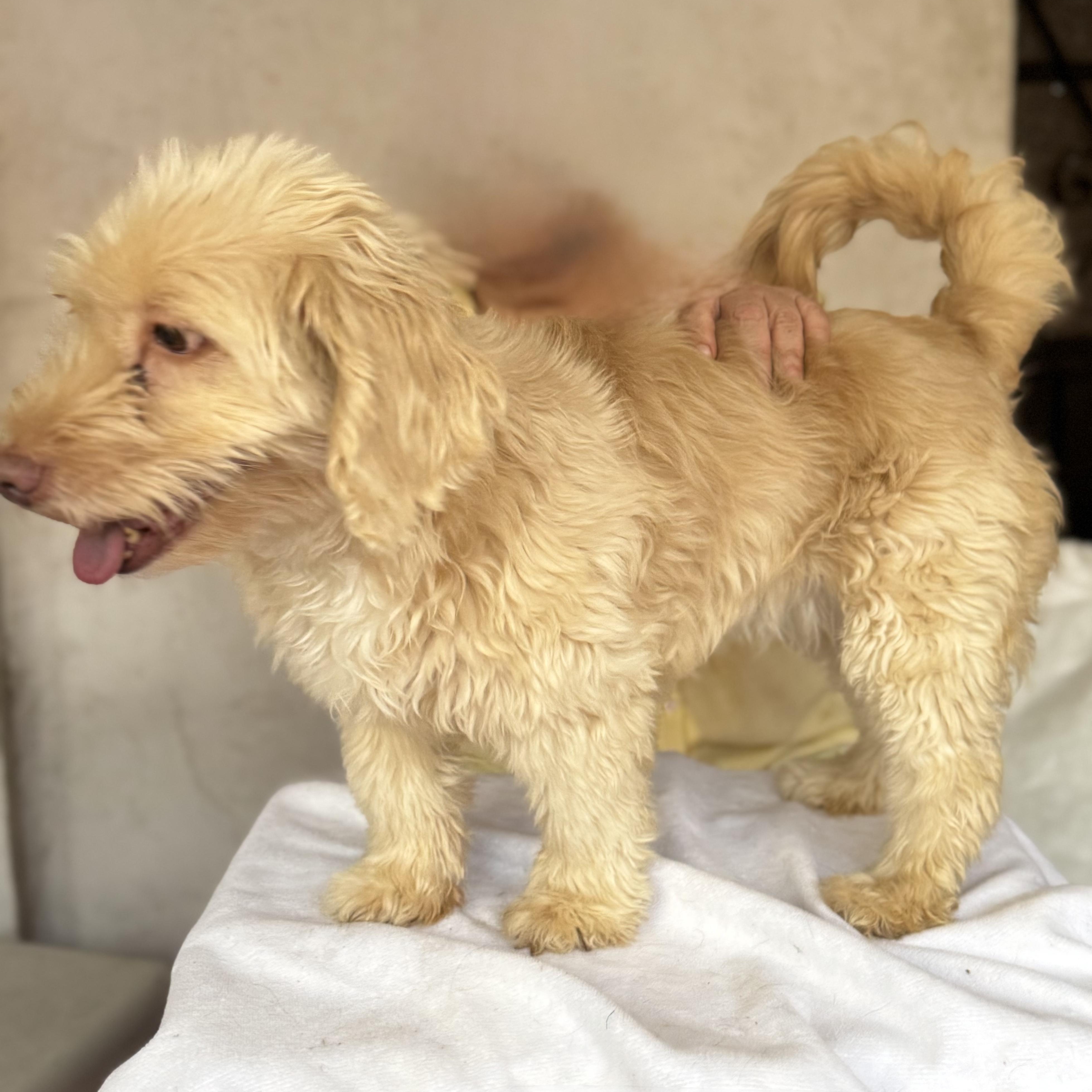 Enlarge Greta, an adopted mixed breed in Willington, CT image 3/6