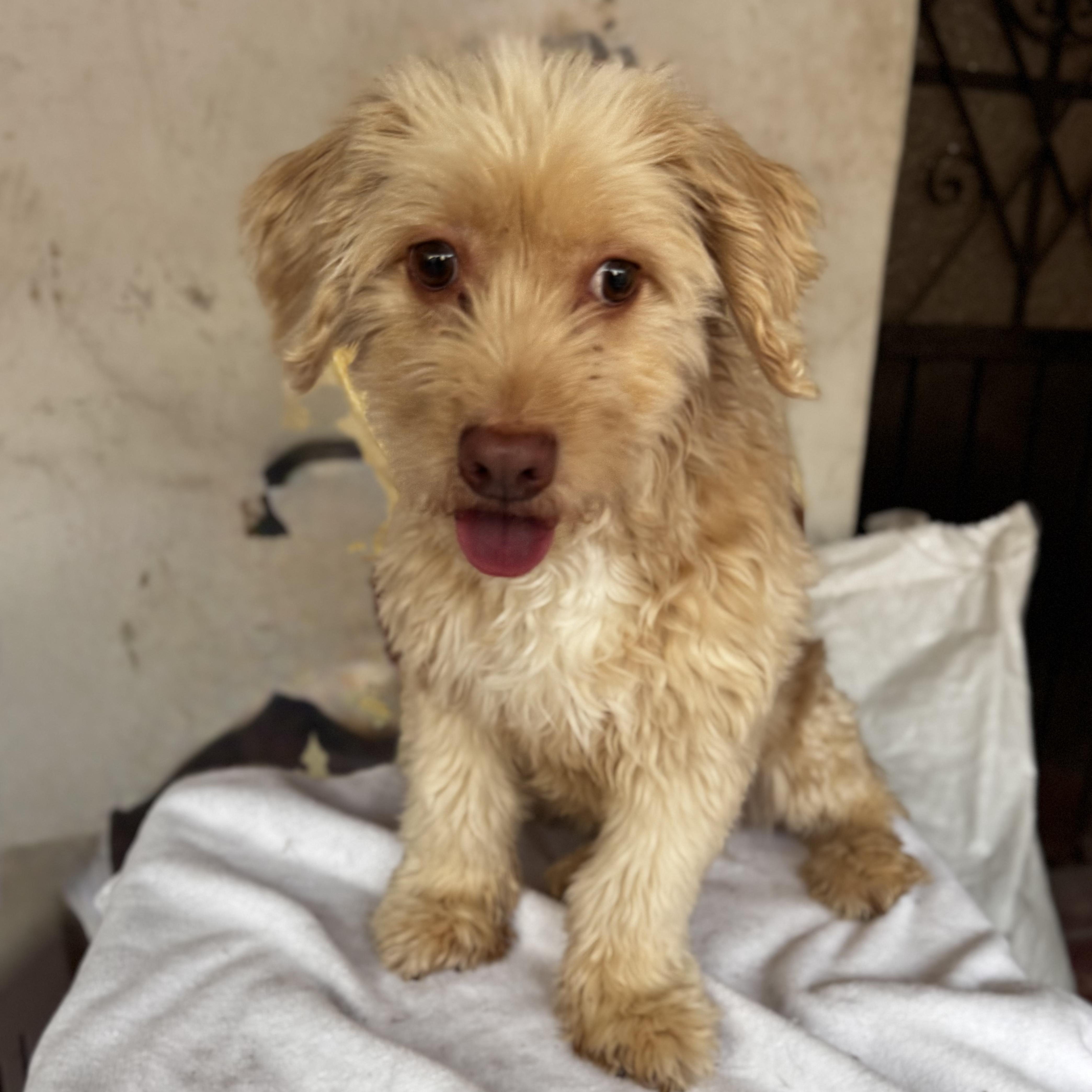 Enlarge Greta, an adopted mixed breed in Willington, CT image 5/6