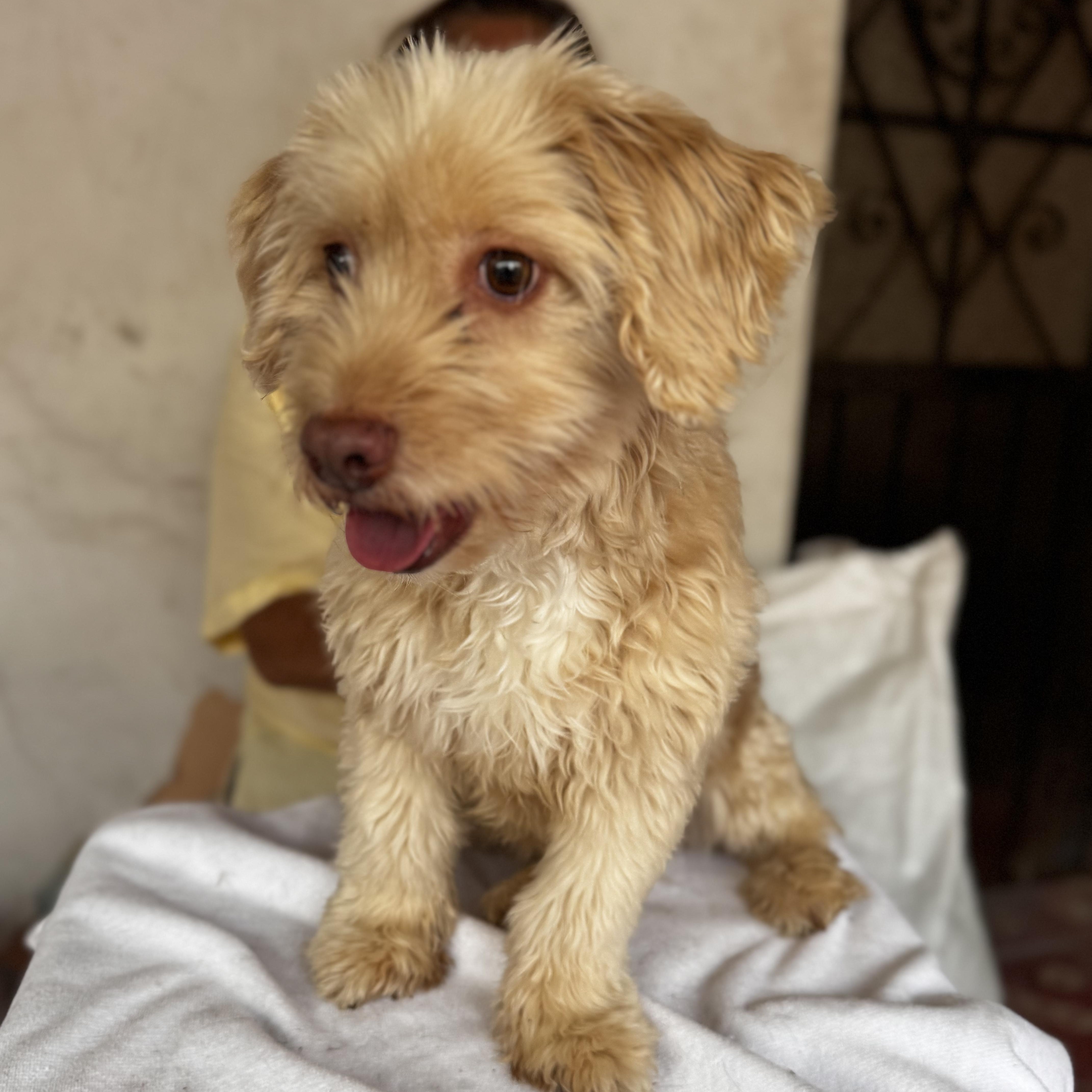 Enlarge Greta, an adopted mixed breed in Willington, CT image 6/6